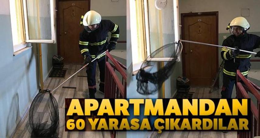 Apartmandan 60 yarasa çıkardılar