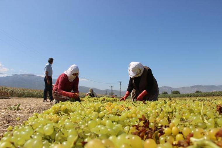 Üzümcünün gözü kulağı taban fiyatında