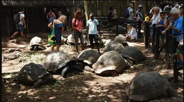 Zanzibar'ın dev kaplumbağalarına turistlerden yoğun ilgi