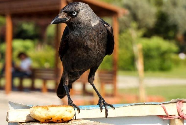 Fast food kargaların da kolesterolünü artırdı (26.08.2019)