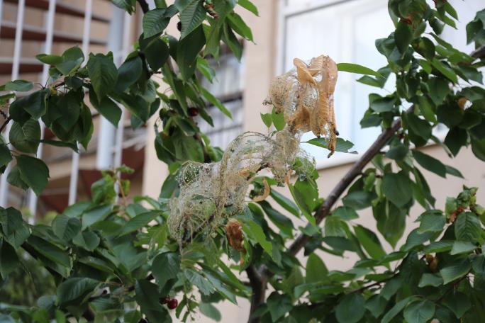 Duvarlar, ağaçlar, sokaklar... Kadıköy'ü tırtıl sardı