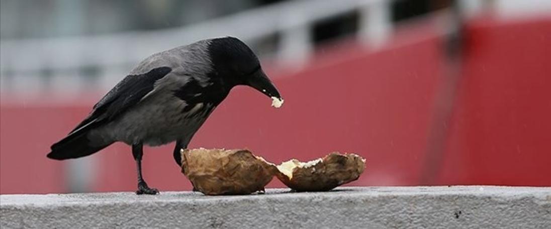 Fast food kargaların da kolesterolünü artırdı (27.08.2019)