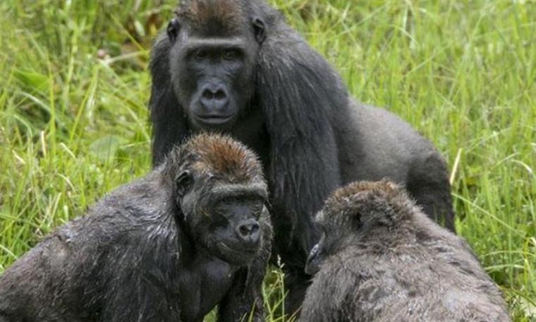 Gorillerin sosyal hiyerarşisi