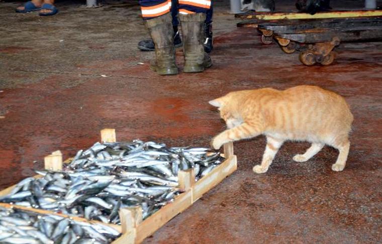 Av yasağı kalktı! İşte balık fiyatları