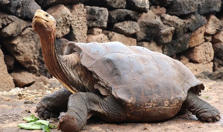 Dev kaplumbağa Diego, Galapagos Adaları'na geri dönüyor