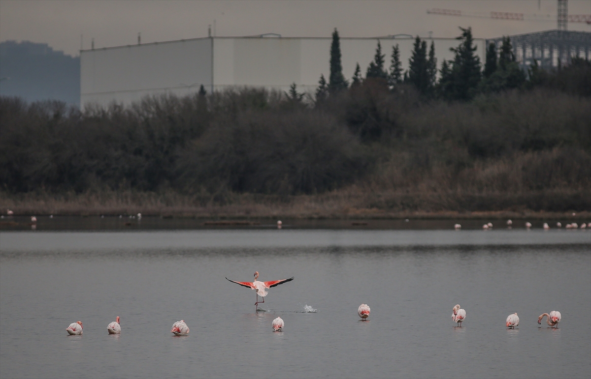 Hersek Kuş Cenneti flamingolarla bir başka güzel