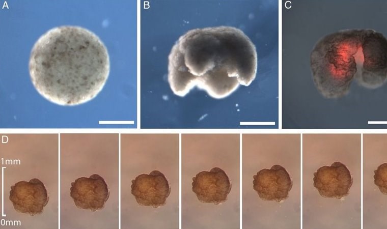 İlk kez kurbağaların kök hücrelerinden robotlar üretildi