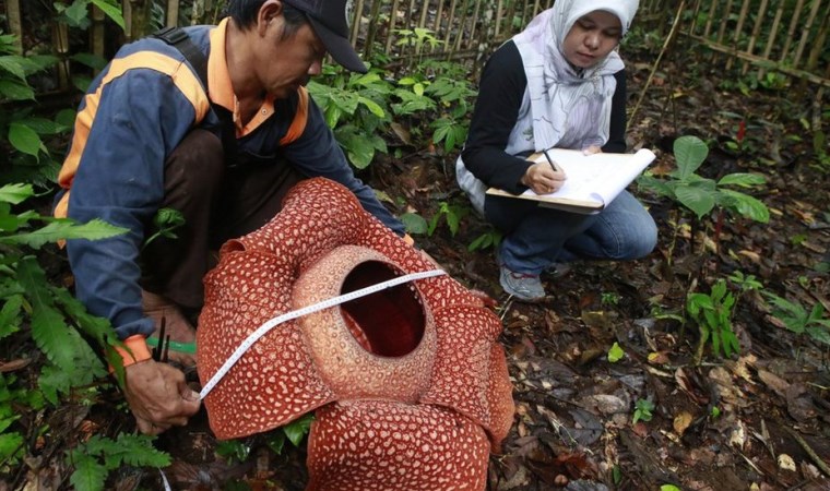 Rafflesia: Dünyanın en büyük çiçeği Endonezya'nın Sumatra Adası'nda bulundu