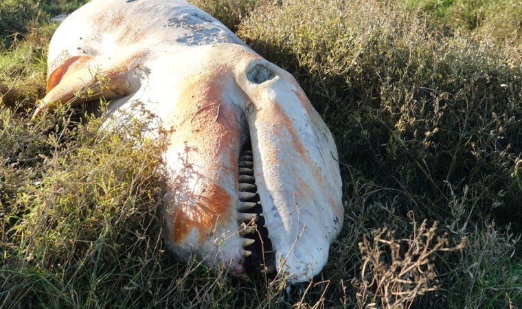 İngiltere kıyılarına vuran katil balinanın midesinden plastik atık çıktı