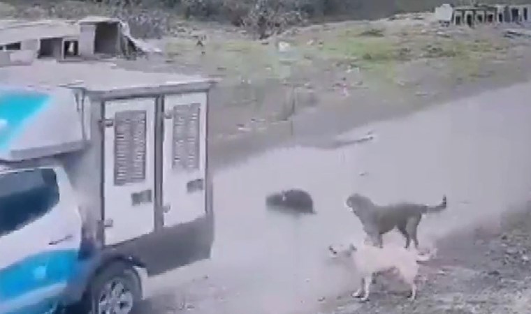 Köpeği ezen belediye çalışanı işten atıldı