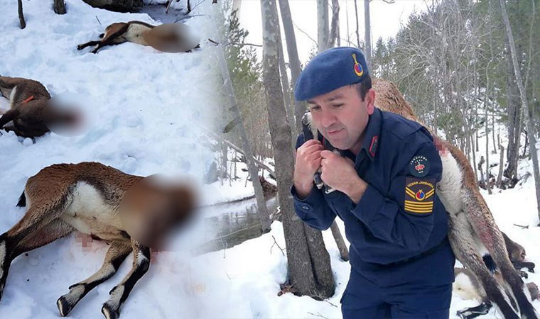 Kardaki lastik izlerini takip eden ekipler, korkunç manzarayla karşılaştı