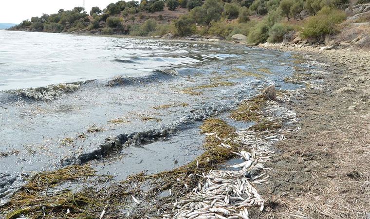 Bafa Gölü'ndeki balıkların neden öldüğü araştırılacak