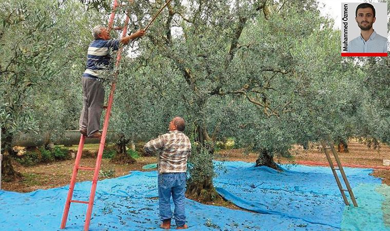 Bakan sözünü tutmadı, zeytin üreticisi mağdur oldu