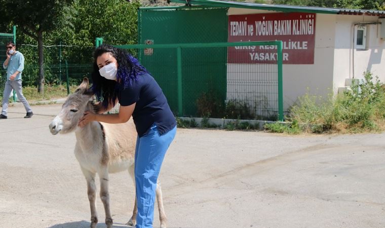 Çankaya Belediyesi’nin maskotu sıpa Pekmez ile söyleşi