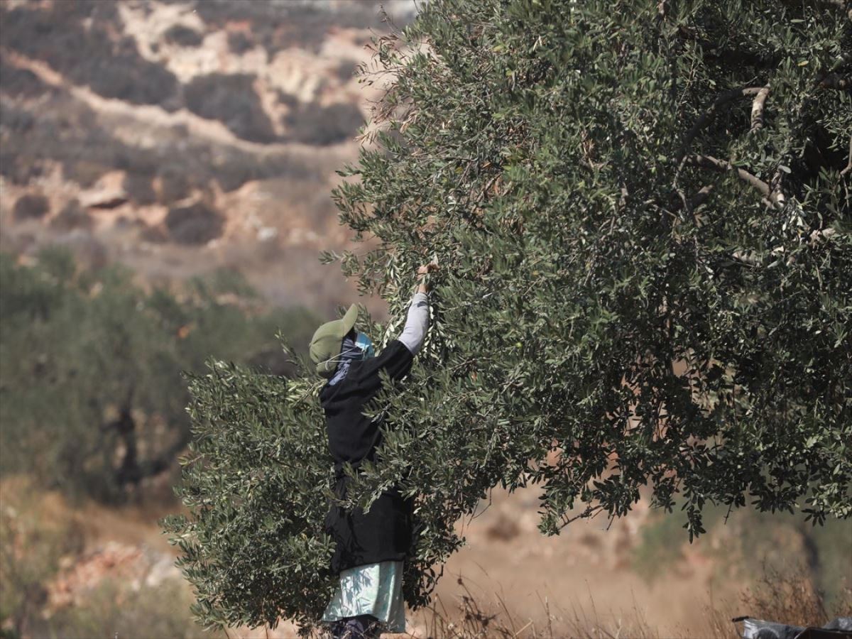 İsrail askerlerinden Filistinlilerin zeytin toplamasına engel