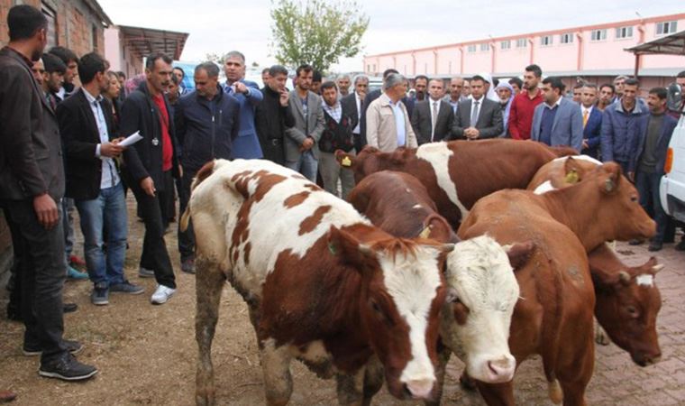 'Damızlık skandalı' soruşturması iki yıldır tamamlanamadı