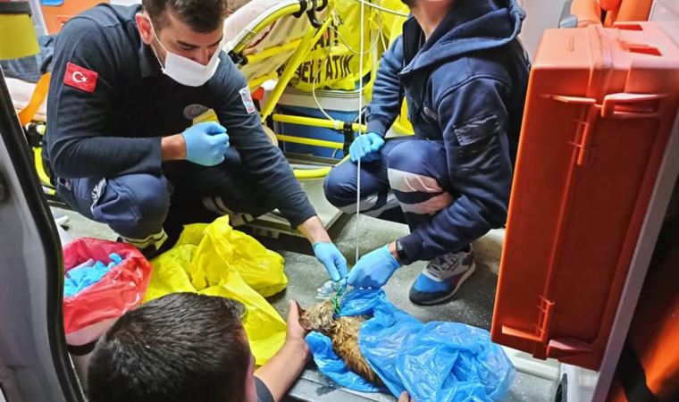 Yangında dumandan etkilenen kediye ambulansta müdahale