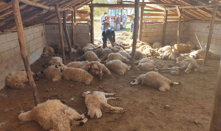 Ayı saldırısında onlarcası öldü