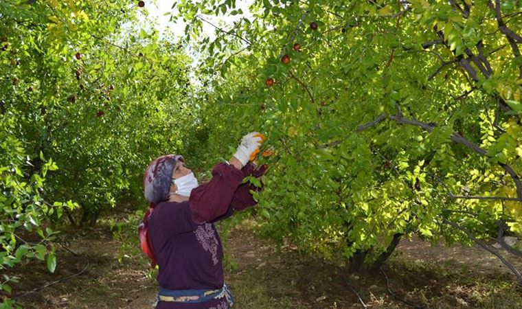 Bir ağaçtan 20 kilogram elde ediliyor, kilosu 10 TL’den satılıyor