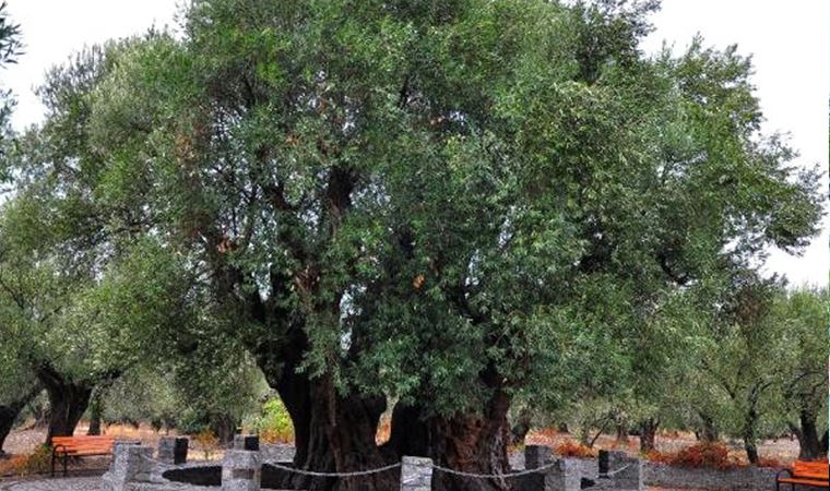 1658 yıllık anıt zeytin ağacında hasat yapıldı