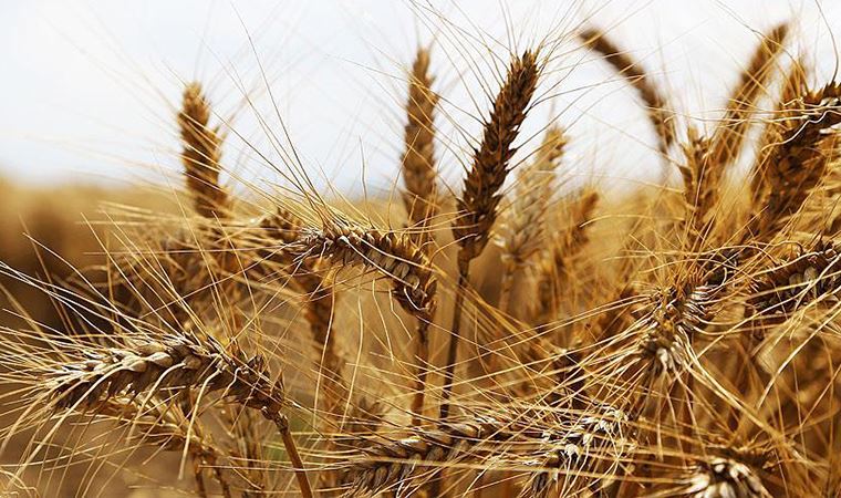 Suriye’ye un ve bakliyat gönderilecek, Türkiye ise buğdayı ithal edecek