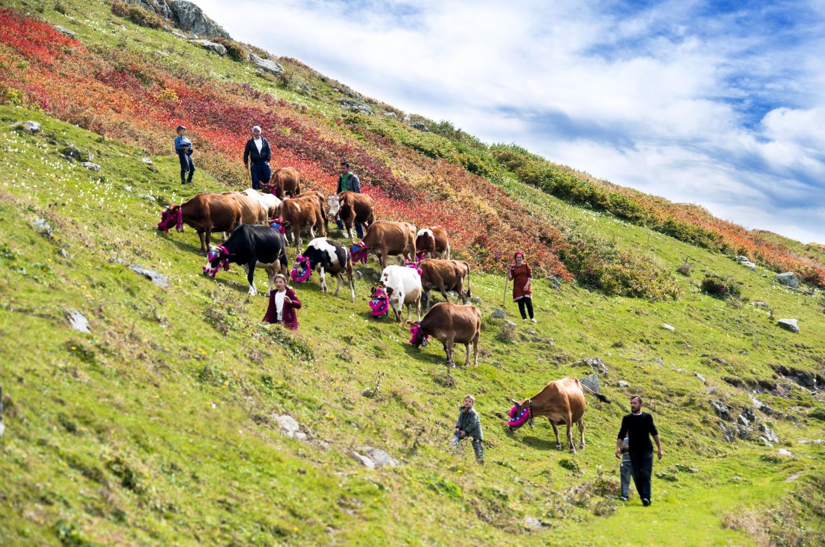 Karadeniz’de yaylacıların, renkli dönüş yolculuğu