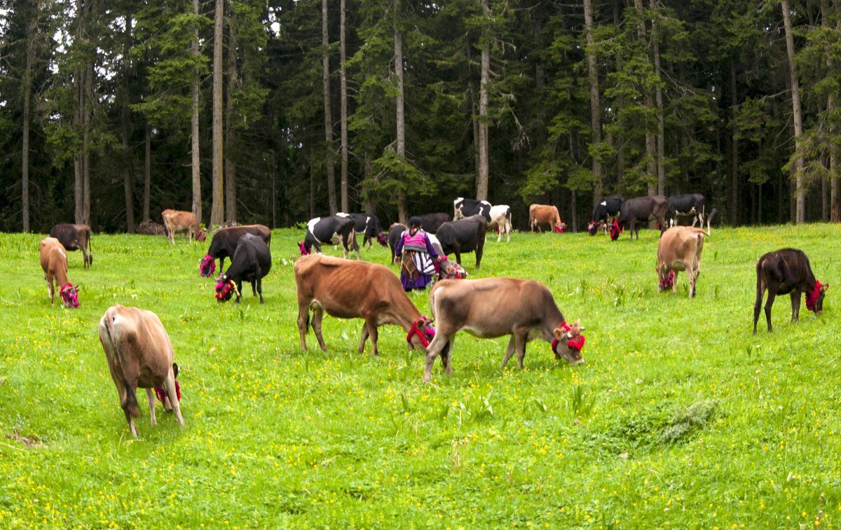 Karadeniz’de yaylacıların, renkli dönüş yolculuğu