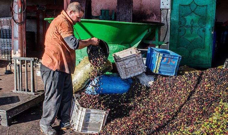 Zeytin kazandırmayınca yerine avokado dikildi