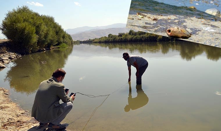 Karasu Nehri'nde ölen balıkları, evlerine götürüp yediler