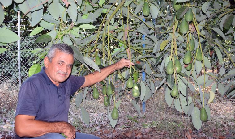 Pazarda tanesi 10 liradan satılan avokado, hırsızların hedefi oldu