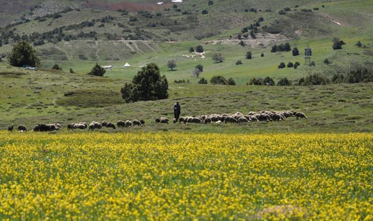 Tunceli yaylaları önlem alınmazsa yok olacak!