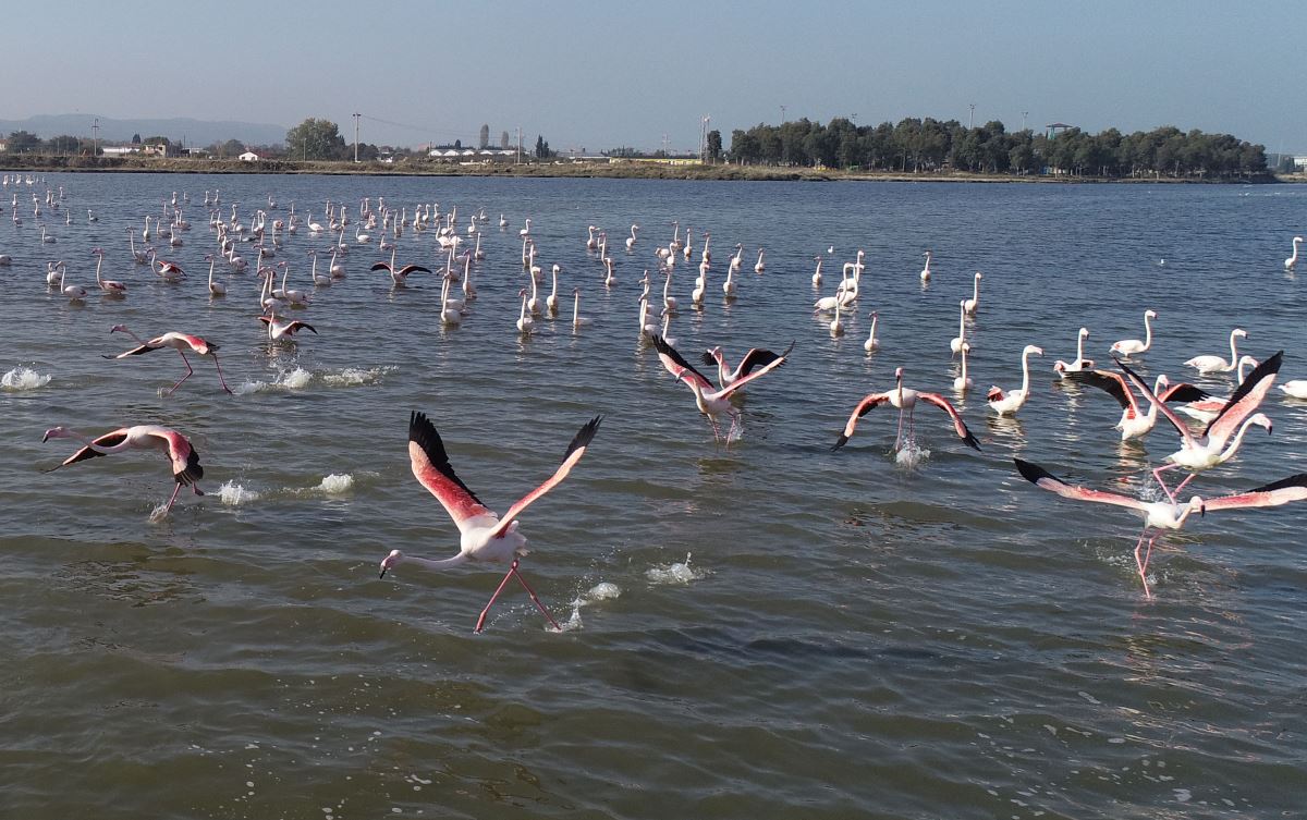 Hersek Lagünü, flamingolara ev sahipliği yapıyor