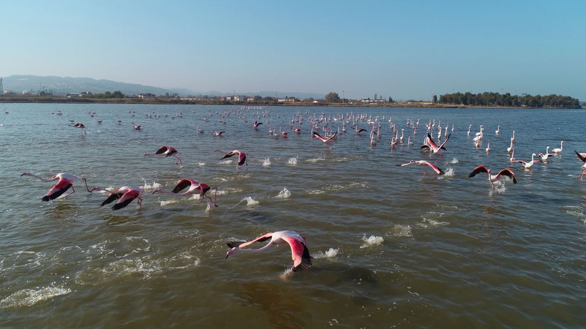 Hersek Lagünü, flamingolara ev sahipliği yapıyor