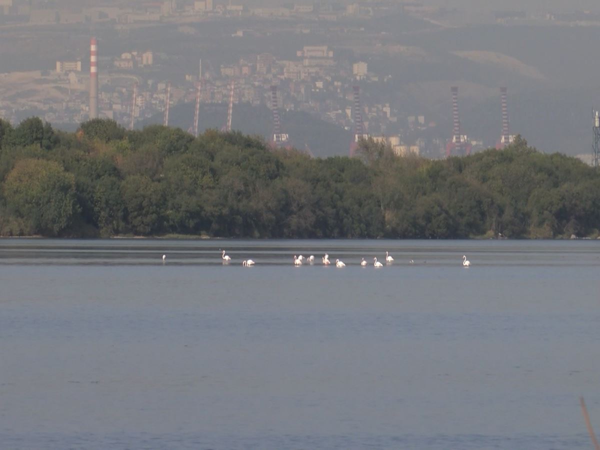 Hersek Lagünü, flamingolara ev sahipliği yapıyor