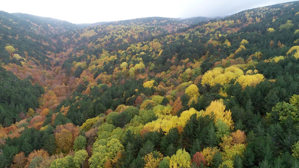 Kaz Dağları sonbaharda rengarenk