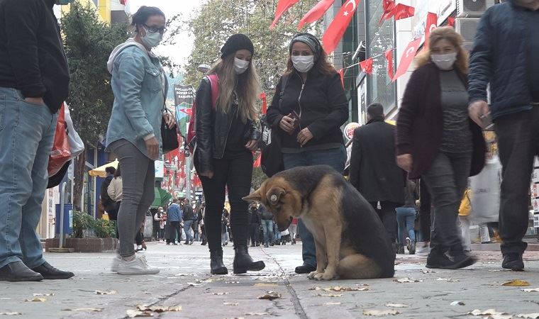 Dog watching the grill in Izmit mobilized firefighters