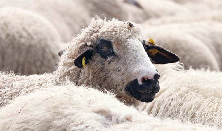 Kars'ta 'koyun sürülerinin karışması'ndan çıkan silahlı kavgada 1 kişi öldü, 2 kişi yaralandı