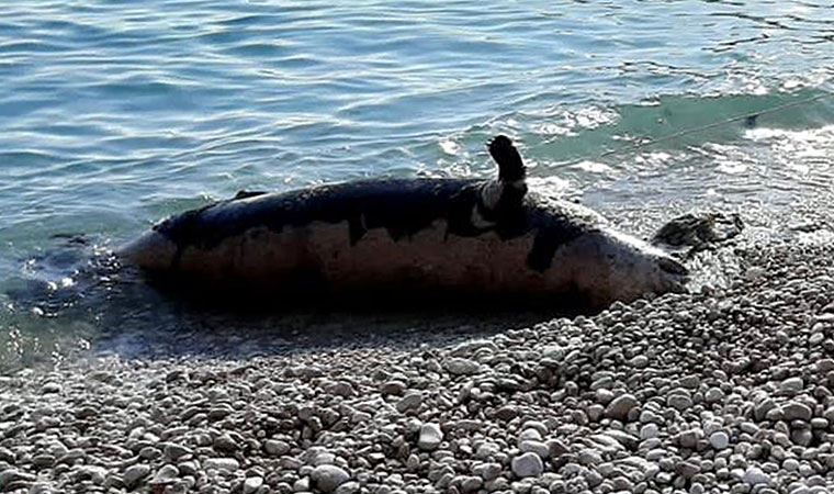 Akdeniz foku ölü bulundu