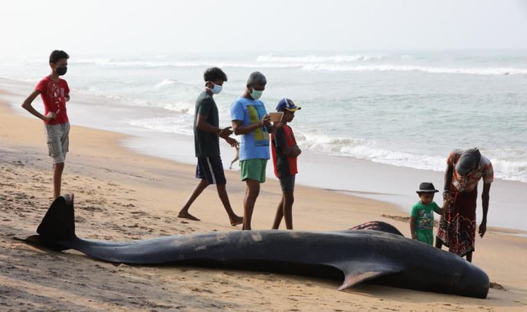 Sri Lanka’da kıyıya vuran 120 balina kurtarıldı