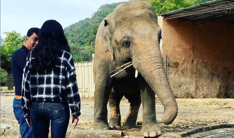 Dünyanın en yalnız fili Kaavan artık özgür