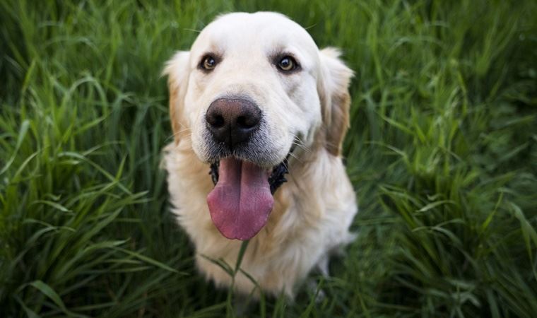 Avrupa ülkelerinde köpek sahipliği oranı belli oldu: 'Türkiye’nin yüzde 6’sı köpek sahibi'