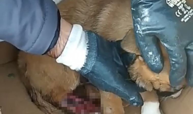 İstanbul’da sokak köpeğine akıl almaz eziyet