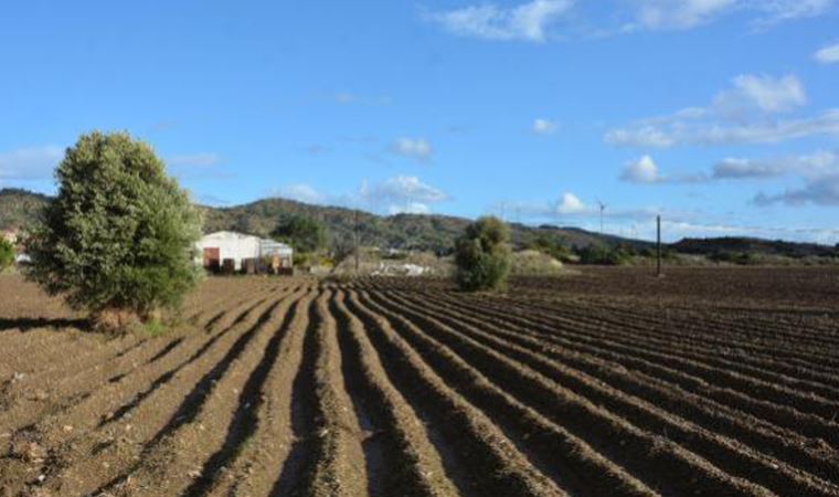 Datça'da yerel tohum sahasını bir gecede patates tarlasına çevirdiler