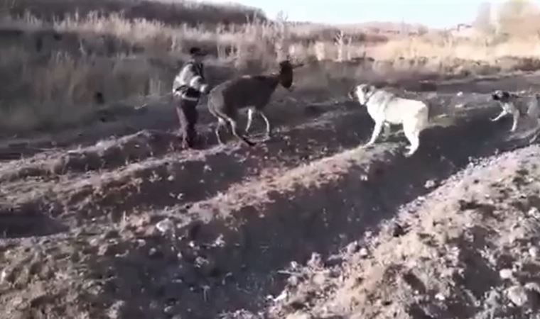 Eşeğe işkence yapan kişi gözaltına alındı