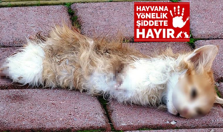 Yavru kedi, bacakları ve kuyruğu kesik olarak ölü bulundu