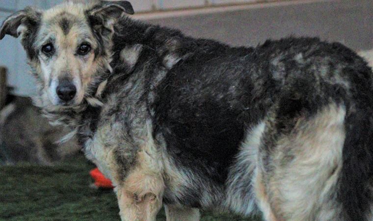 Tiner dökülerek yakılan sokak köpeği Liya yaşama tutundu