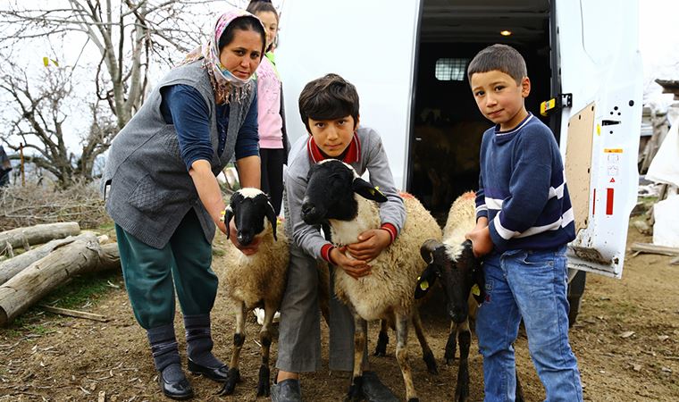 Aydın'da kadın üreticilere sakız koyunu desteği