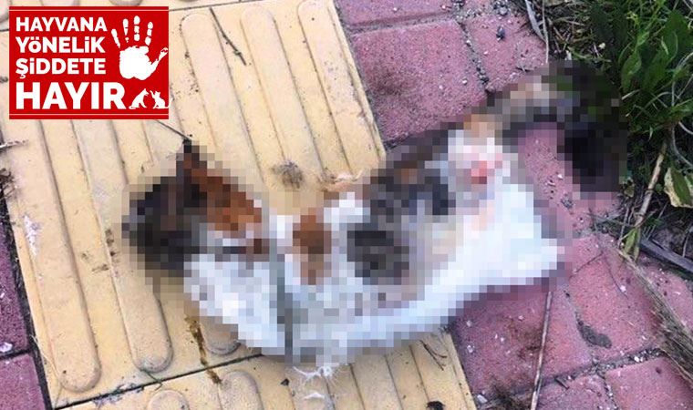 Antalya'da bir kedi daha bacakları kesilerek öldürüldü