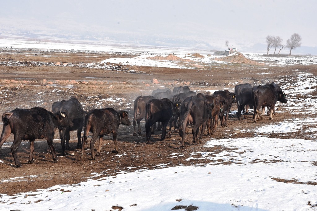 Mandalar eksi 20 derecede kaplıca keyfi yapıyor