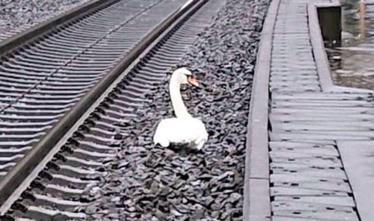 Almanya: Eşinin 'yasını tutan' kuğu, tren seferlerine engel oldu